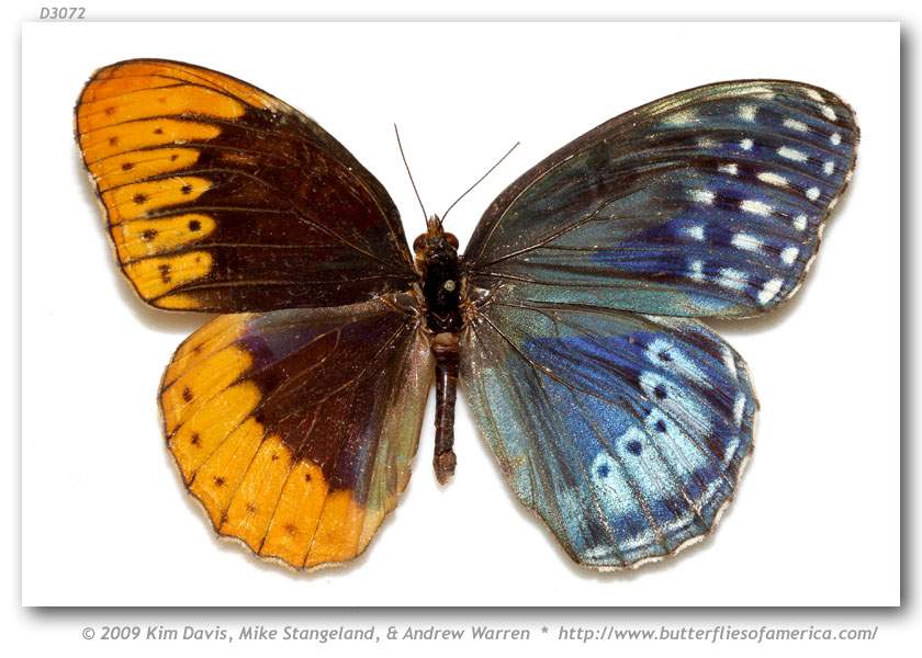 Speyeria diana (bilateral gynandromorph, Union Co., GA, Coopers Creek WMA, 6-10-1988) (Internet Image property of respective owner, non-commercial use only)